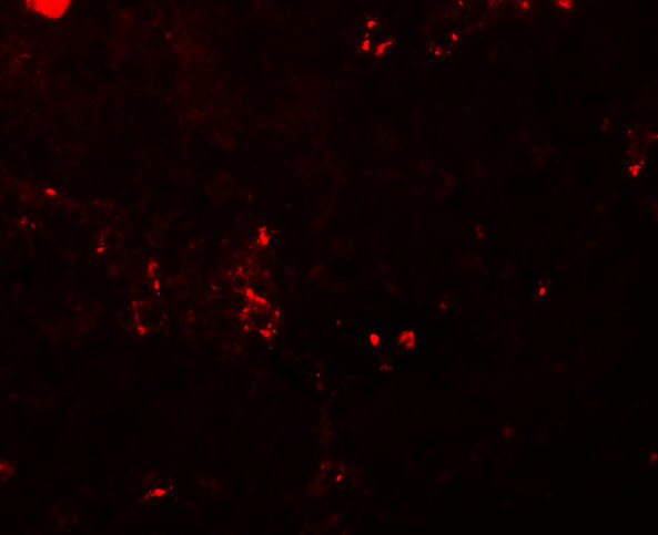 a07113 bcas2 primary antibodies if testing 3