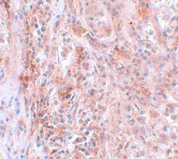a07113 bcas2 primary antibodies ihc testing 2