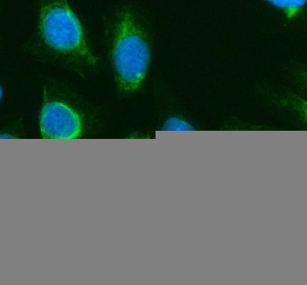 IF analysis of GPR3 using anti-GPR3 antibody (A07114-2)