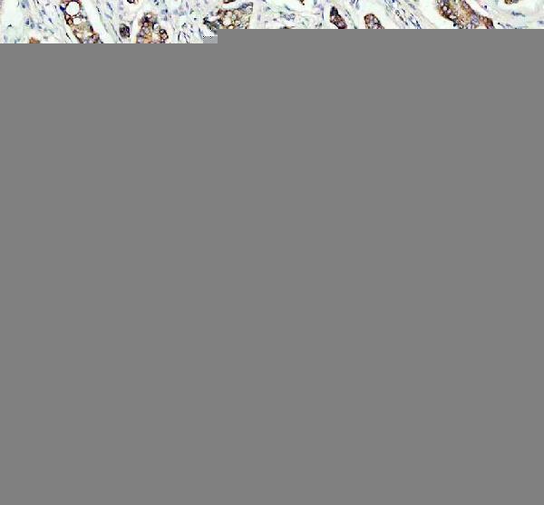 IHC analysis of GPR3 using anti-GPR3 antibody (A07114-2)