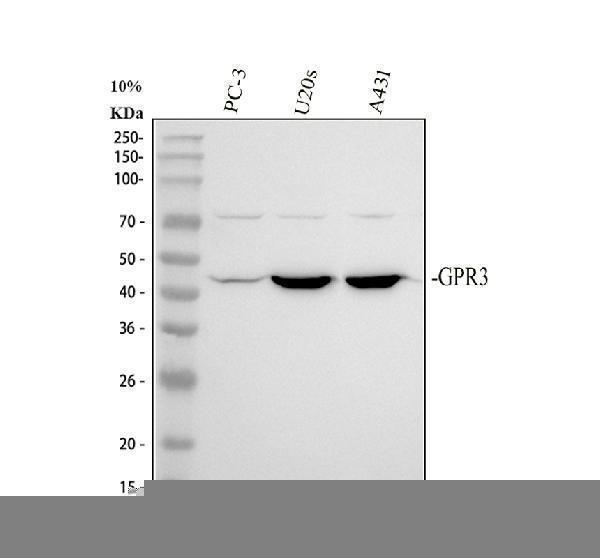 Western blot analysis of GPR3 using anti-GPR3 antibody (A07114-2)