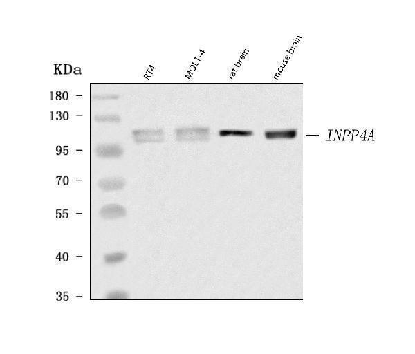  Western blot analysis of INPP4A using anti-INPP4A antibody (A07116-1)