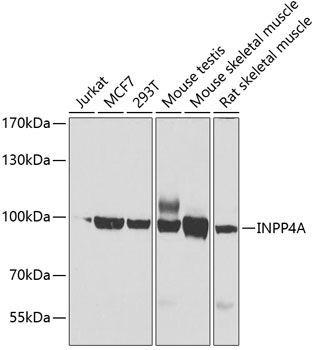Western blot analysis of extracts of various cells, using INPP4A antibody