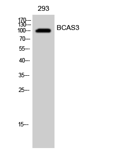 Western Blot analysis of 293 cells using BCAS3 Polyclonal Antibody cells nucleus extracted by Minute TM Cytoplasmic and Nuclear Fractionation kit 