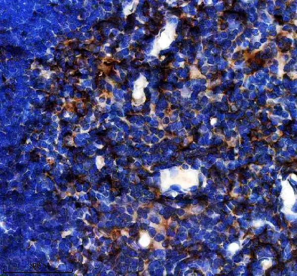 a07124 2 efhd2 primary antibodies ihc testing 3