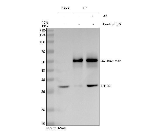 a07124 2 efhd2 primary antibodies ip testing 1