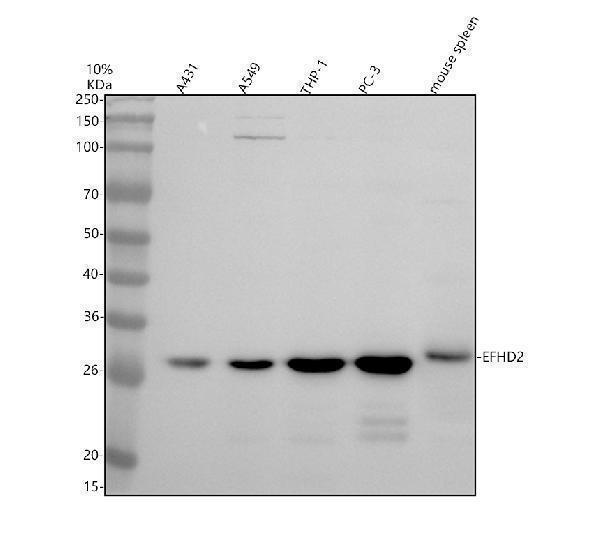 Western blot analysis of EFHD2 using anti-EFHD2 antibody (A07124-2)