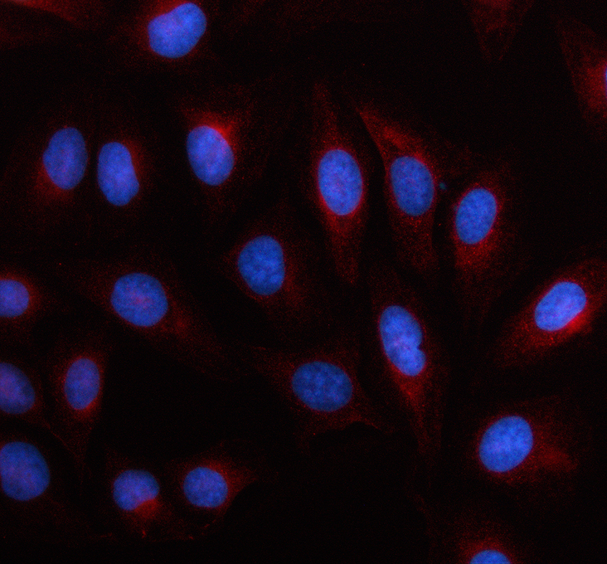 a07126 2 hspb7 primary antibodies if testing 1