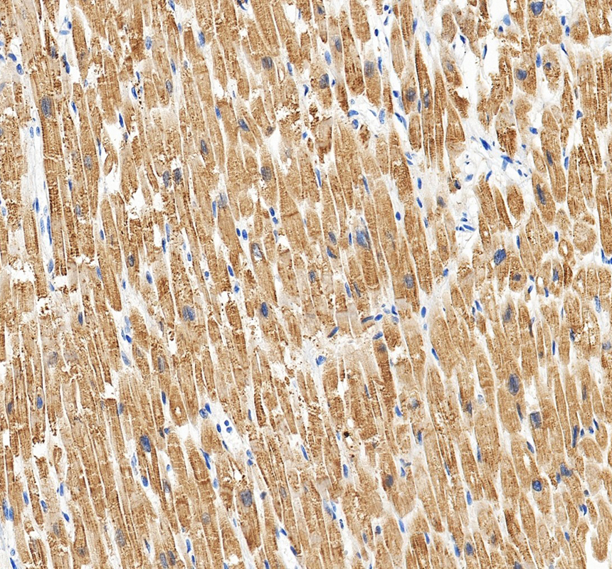 a07126 2 hspb7 primary antibodies ihc testing 1