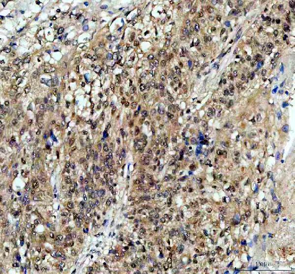 a07129 1 taf3 primary antibodies ihc testing 10