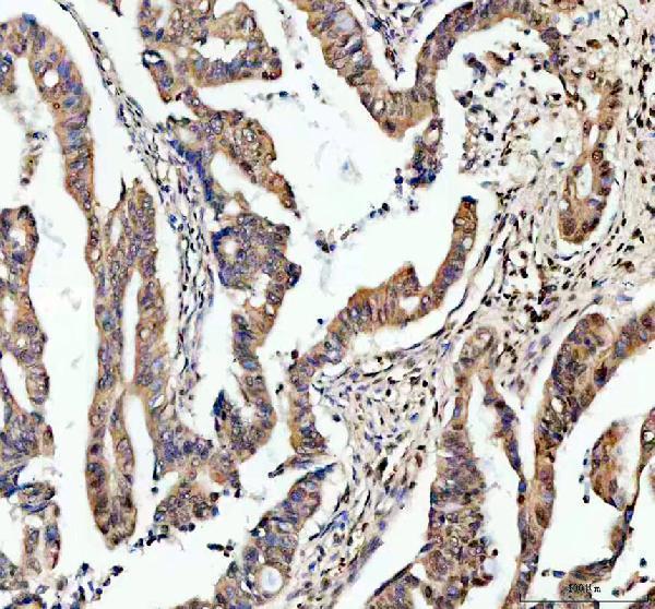 a07129 1 taf3 primary antibodies ihc testing 4