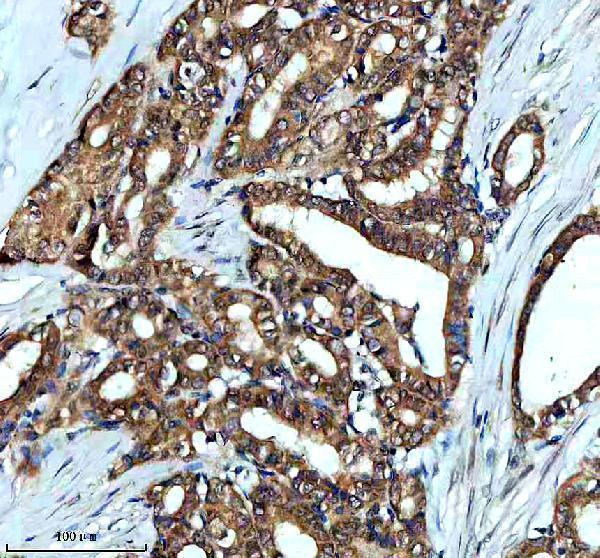 a07129 1 taf3 primary antibodies ihc testing 5