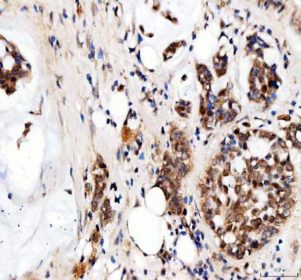 a07129 1 taf3 primary antibodies ihc testing 6