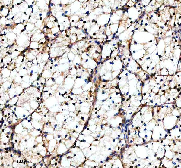 a07129 1 taf3 primary antibodies ihc testing 7