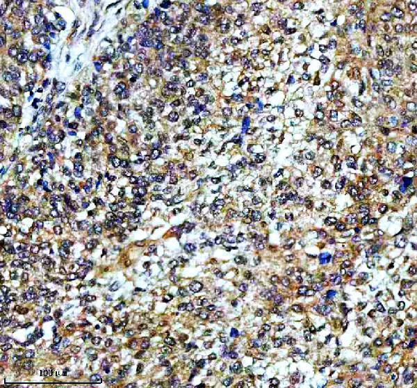 a07129 1 taf3 primary antibodies ihc testing 8
