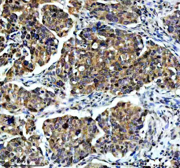 a07129 1 taf3 primary antibodies ihc testing 9