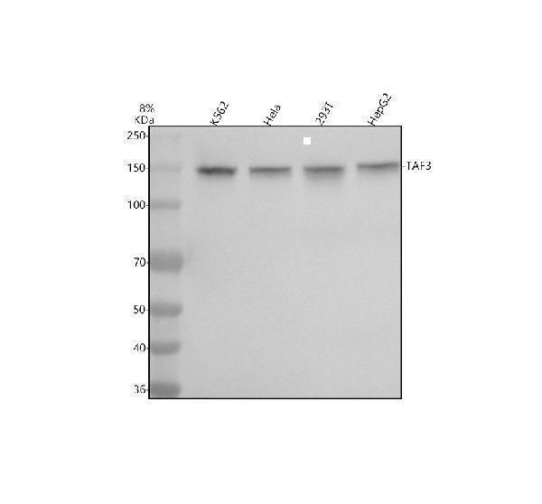 Western blot analysis of TAF3 using anti-TAF3 antibody (A07129-1)
