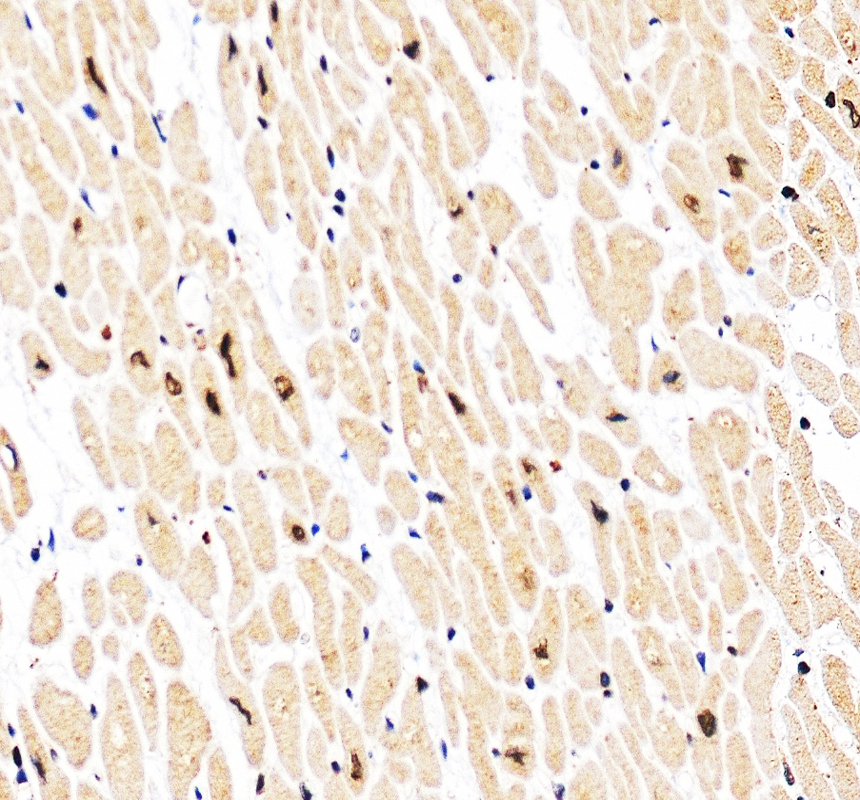 IHC analysis of RBPMS using anti-RBPMS antibody (A07130-2)
