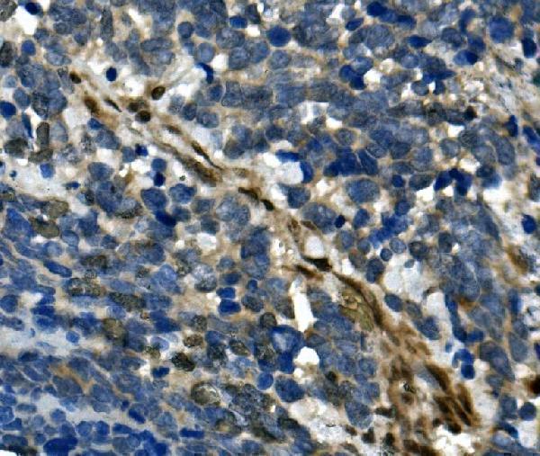  IHC analysis of RBPMS using anti-RBPMS antibody (A07130-2)