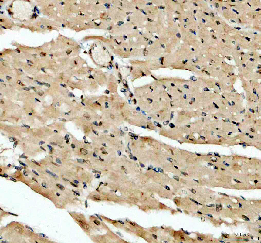 a07130 2 rbpms primary antibodies ihc testing 3_1