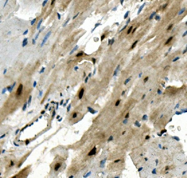 a07130 2 rbpms primary antibodies ihc testing 4