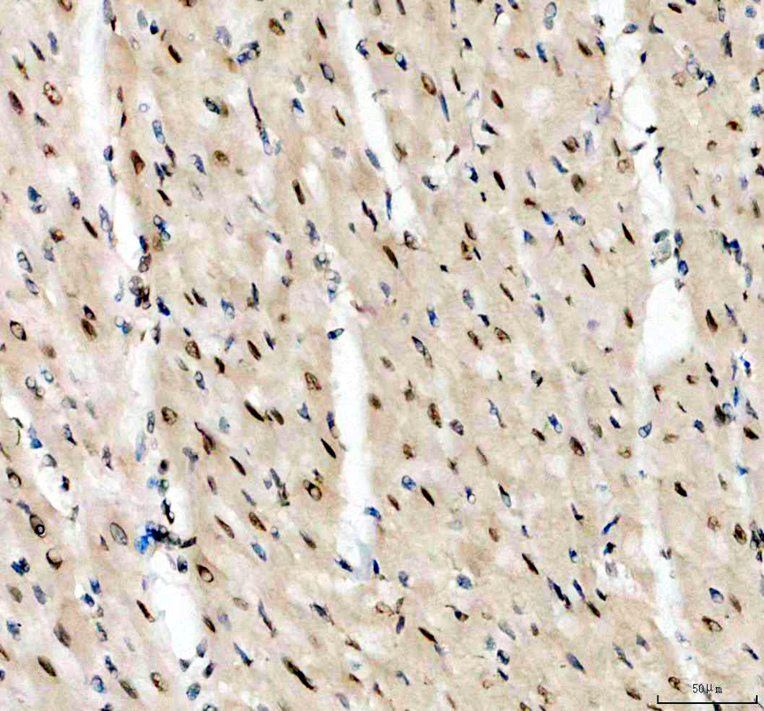 a07130 2 rbpms primary antibodies ihc testing 4_1