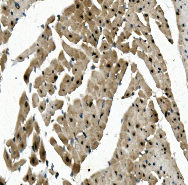 a07130 2 rbpms primary antibodies ihc testing 5