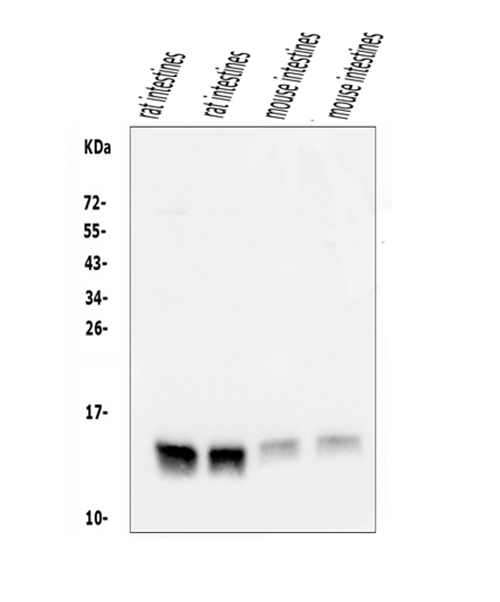 a07132 fabp6 primary antibodies wb testing 1