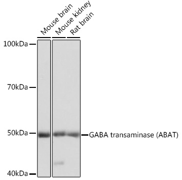 a07133 abat primary antiboties wb testing 1