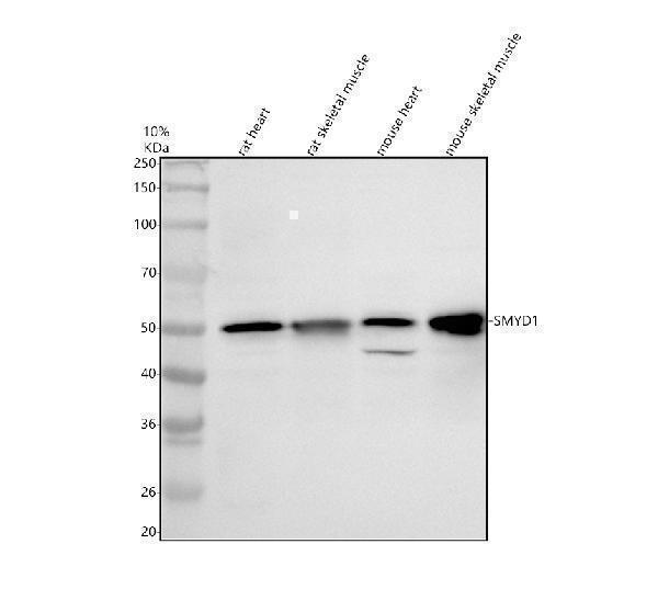 Western blot analysis of SMYD1 using anti-SMYD1 antibody (A07134-1)