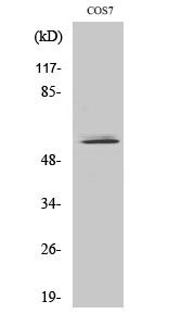 Western Blot (WB) analysis of specific cells using NIPA Polyclonal antibody