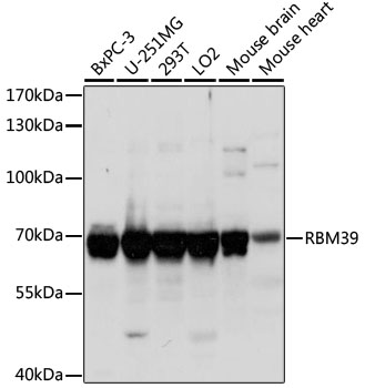 Western blot analysis of extracts of various cell lines, using RBM39 antibody  at 1:1000 dilution