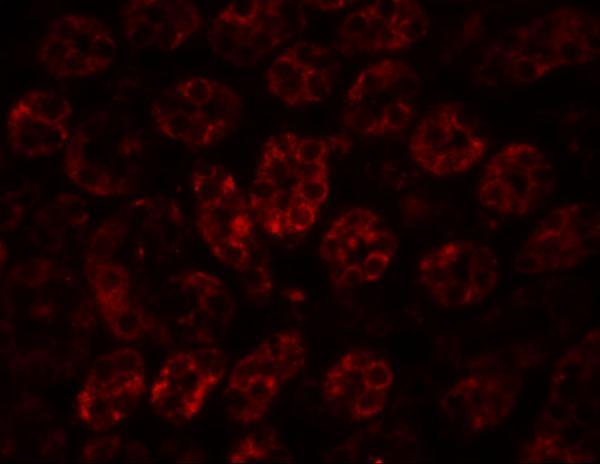 a07138 enc1 primary antibodies if testing 3