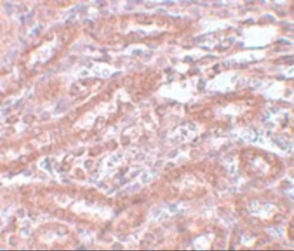 a07138 enc1 primary antibodies ihc testing 2