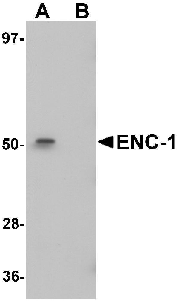 a07138 enc1 primary antibodies wb testing 1