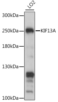 a07139 kif13a primary antiboties wb testing 1