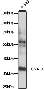 a07141 gnat3 primary antiboties wb testing 1