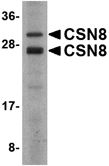 Western blot analysis of CSN8 in Human liver lysate with CSN8 antibody at 2 μg/mL