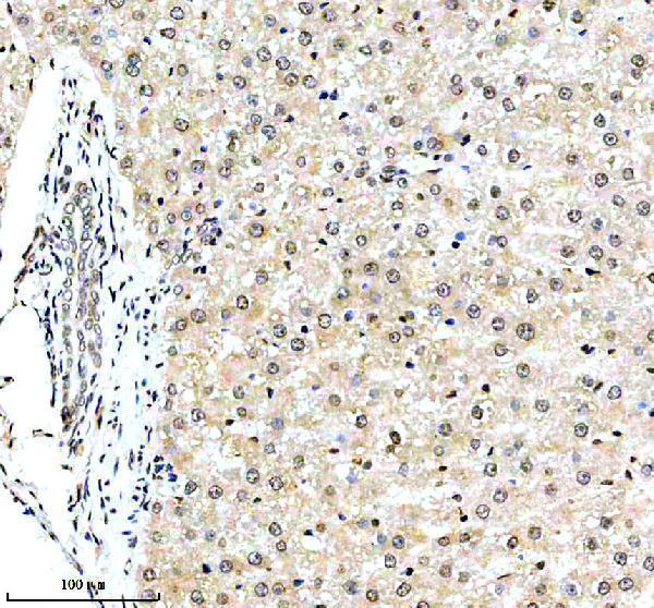a07144 1 gcat primary antibodies ihc testing 2