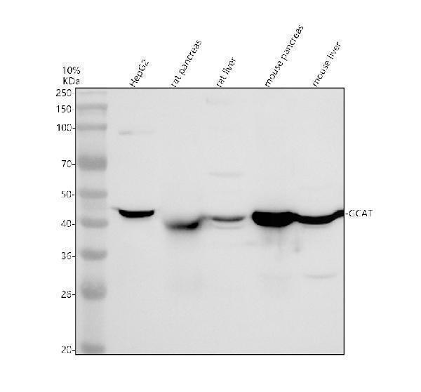 a07144 1 gcat primary antibodies wb testing 1
