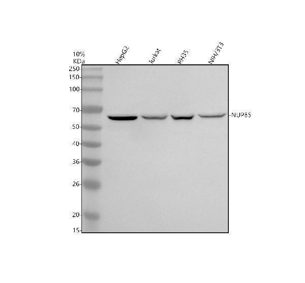a07147 1 nup85 primary antibodies wb testing 1