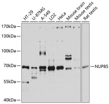 a07147 nup85 primary antiboties wb testing 1