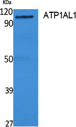 Western Blot analysis of extracts from rat stomach, using ATP1AL1 Polyclonal Antibody