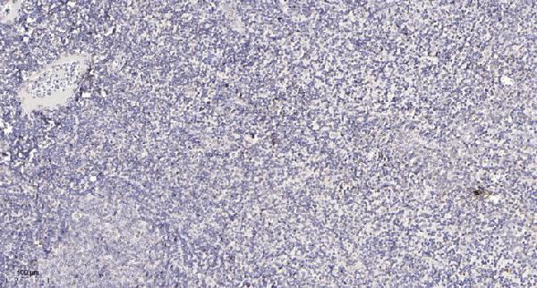 a07150 cep250 primary antibodies ihc testing 1
