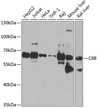 a07152 1 c8b primary antiboties wb testing 1