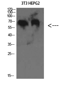 a07152 c8b primary antibodies wb testing 1