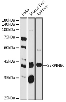 Western blot analysis of extracts of various cell lines, using SERPINB6 antibody  at 1:1000 dilution