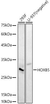 a07156 1 hoxb5 primary antiboties wb testing 2
