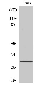 a07156 hoxb5 primary antibodies wb testing 2