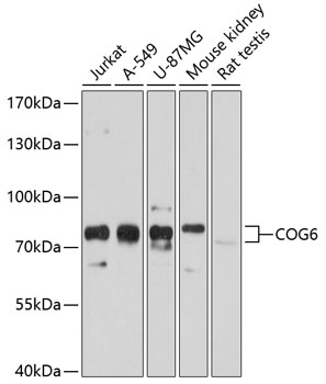a07158 cog6 primary antiboties wb testing 1